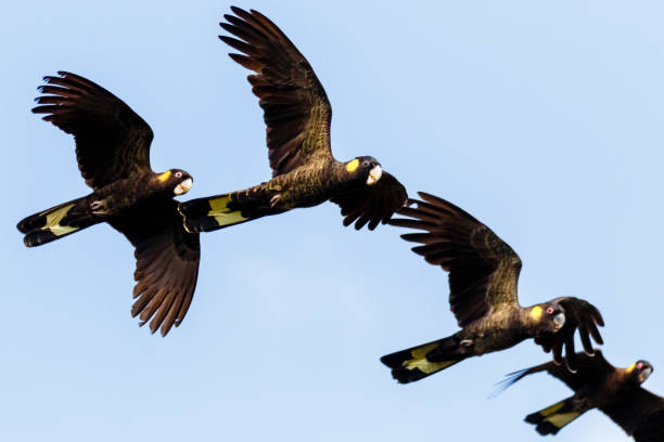 istock Yellow-Tailed Black Cockatoos (Zanda funerea) 1301331630