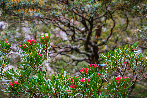 Back lit pink and white bell-shaped flowers of the Australian native Fuchsia Heath, Epacris longiflora, family Ericaceae, growing in woodland understory, in Sydney, NSW.