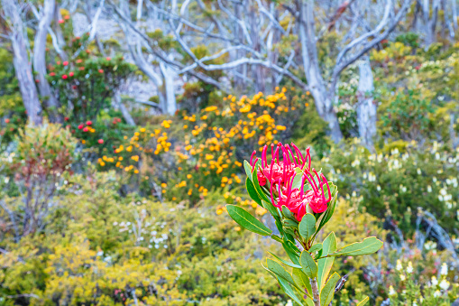 Telopea truncata, or the Tasmanian waratah, is endemic to the state and brightens up the wilderness between November and January. The flower attracts not only birds and bees but a following of bushwalkers and photographers keen to take in its beauty.