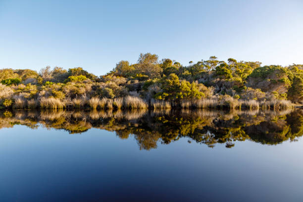 Landscape reflection in Swimcart Lagoon, Bay of Fires Conservation Area Bay of Fires Conservation Area is a popular tourist destination in Tasmania bay of fires photos stock pictures, royalty-free photos & images