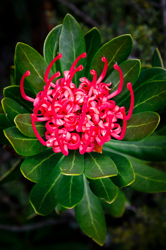 Telopea truncata, or the Tasmanian waratah, is endemic to the state and brightens up the wilderness between November and January. The flower attracts not only birds and bees but a following of bushwalkers and photographers keen to take in its beauty.