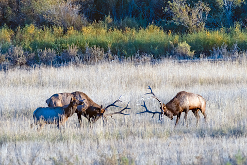 Two large bull elk at Charles M. Russell wildlife refuge prepare to fight over the cow in the scene. The bull on the right already had about 15 cows lined up and was wanting to add one more and did.