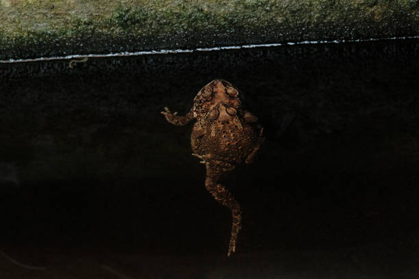 istock common toad (familiy bufonidae) in the characteristic amplexus position, with the male grasping the female from behind 1301333113