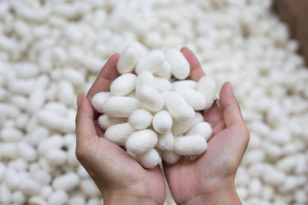 istock woman hand holding white silk cocoon 1301333181