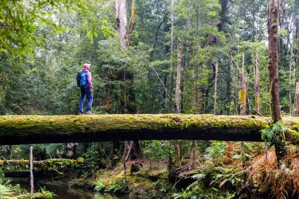 A woman is standing on a fallen tree over a creek in the Tarkine rainforest of western Tasmania near the small town of Corinna.