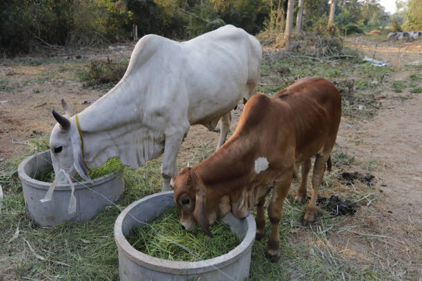 istock Mother and child cows together. 1301333571