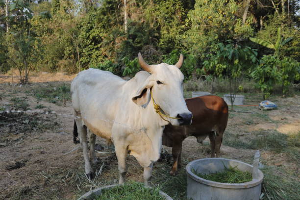 istock Mother and child cows together. 1301333591