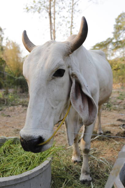 istock Face of a cow, cute and friendly expression. 1301333601
