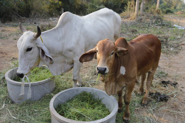 istock Mother and child cows together. 1301333609