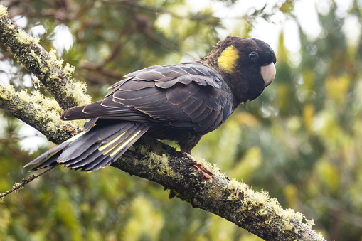The yellow-tailed black cockatoo is found in forested regions from south and central eastern Queensland to southeastern South Australia including a very small population persisting in the Eyre Peninsula.