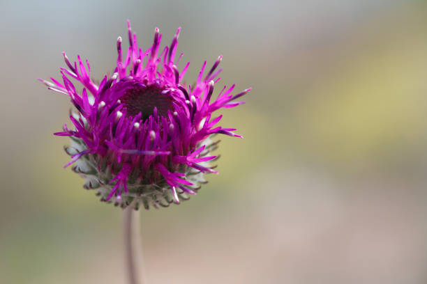 Purple flower and green blurred background with a nice bokeh. Close up image with a large copy space.