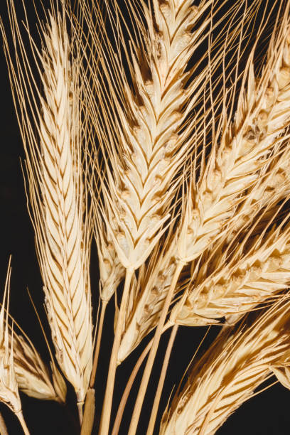 istock Yellow ears of rye close-up on a dark background 1301334587