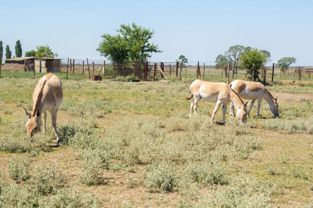 istock A few Przewalski horses at Askania Nova graze freely 1301336009