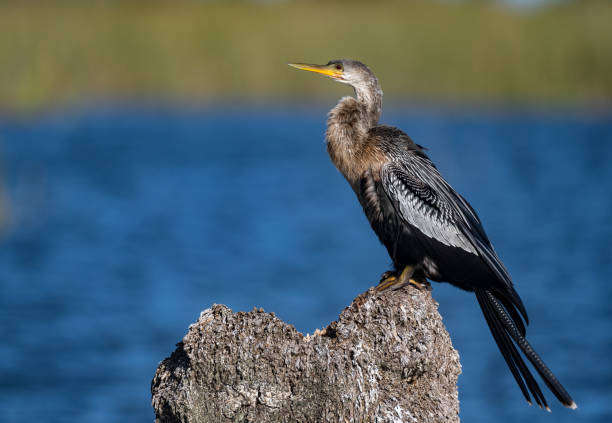 retrato de anhinga en florida - anhinga fotografías e imágenes de stock