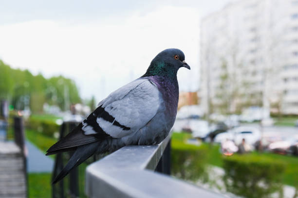 istock beautiful pigeon close-up sitting on the railing 1301338000
