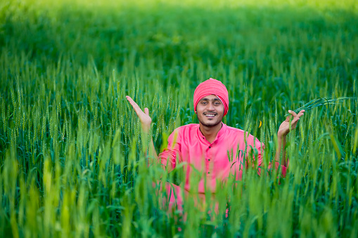 Indian farmer holding crop plant in hand wheat field