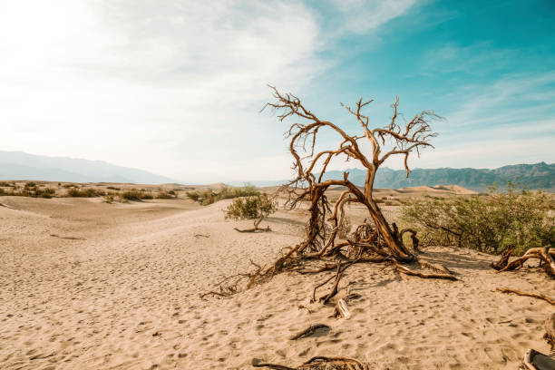 martwe drzewo w dolinie śmierci - valley tree remote landscape zdjęcia i obrazy z banku zdjęć