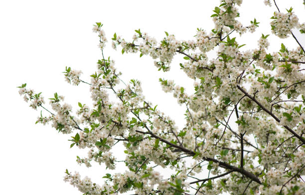 istock Spring flowering branches, pink flowers, no leaves 1301341739
