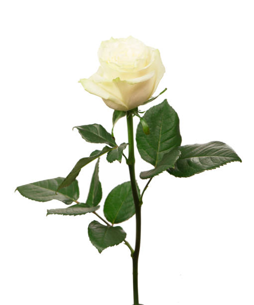 istock White rose isolated on the white background 1301341858