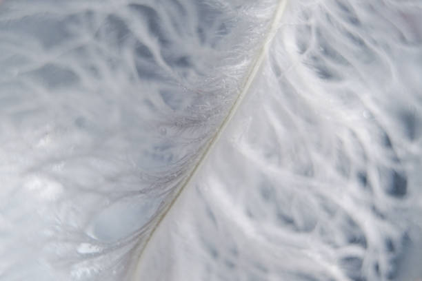 istock beautiful white bird feather close-up, macro, tenderness 1301344171