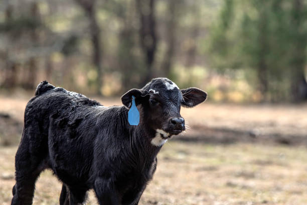 istock Young Angus crossbred calf with blue ear tag 1301345110