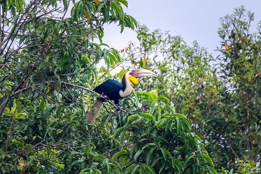 Wreathed hornbill (Rhyticeros undulatus) eating fruit on the banyan tree Khao Yai national park, Thailand.