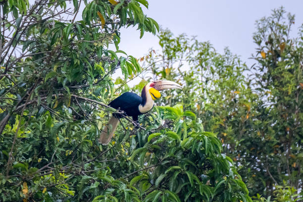 Bird Wreathed hornbill (Rhyticeros undulatus) eating fruit on the banyan tree Khao Yai national park, Thailand. wreathed hornbill stock pictures, royalty-free photos & images