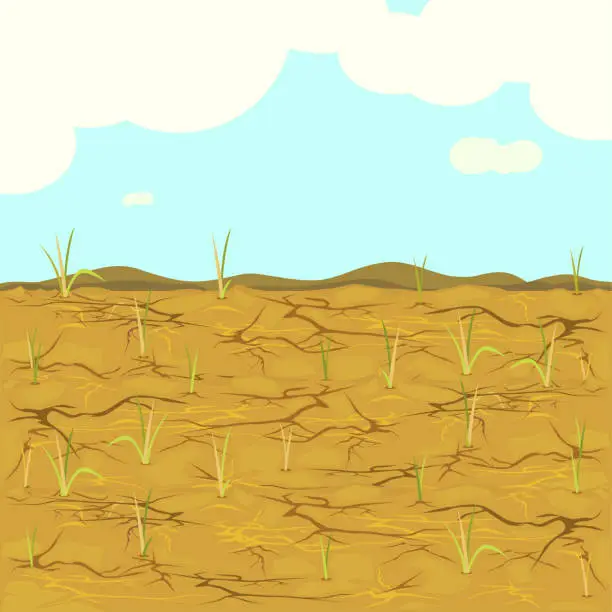 Vector illustration of dried rice fields