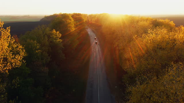 Motorway with traffic through autumn woodland with colorful yellow foliage at sunset with the golden rays of the sun over the treetops in an aerial view from a drone