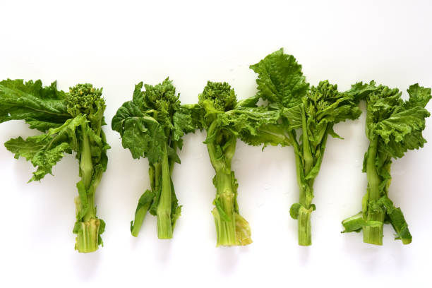 istock Fresh canola flowers on white background. 1301349022