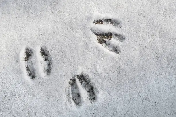 Close-up of footprints / hoof prints from roe deer (Capreolus capreolus) in the snow in winter