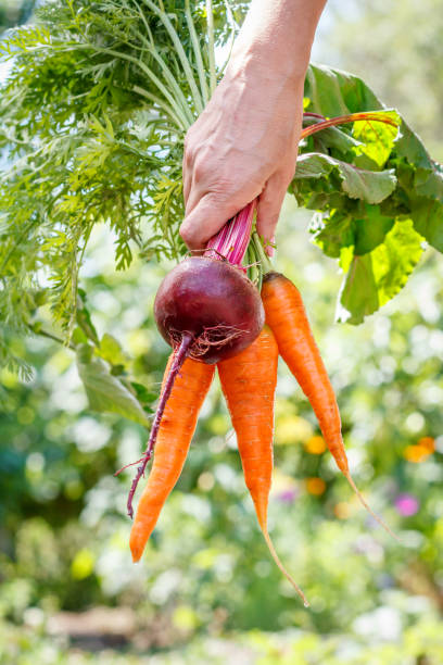 istock Carrots and beetroot just picked in the garden in hand. 1301351626