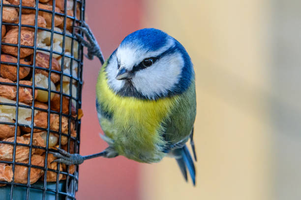 pássaro de tetas azuis em um alimentador de pássaros - comedouro de pássaros - fotografias e filmes do acervo
