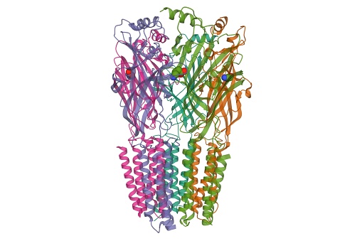 The GABAA receptor is an ionotropic receptor and ligand-gated ion channel. Its endogenous ligand is γ-aminobutyric acid, the major inhibitory neurotransmitter in the central nervous system. 3D cartoon model with reduced opacity, white background.