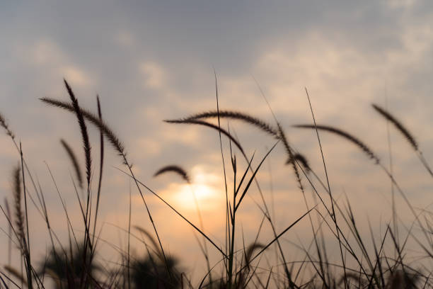 istock The grass in the setting sun is about to set, warming the heart 1301353464