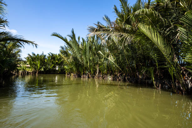 palm trees on the river at Hoi An in Vietnam palm trees on the river at Hoi An in Vietnam thu bon river stock pictures, royalty-free photos & images