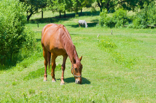 istock Grazing chestnut mare on a summer pasture. 1301354643
