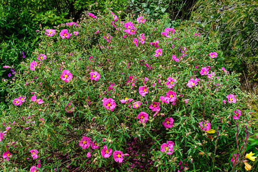 Close up of many delicate vivid pink Cistus flowers, commonly known as rockrose, in full bloom in a sunny summer garden, beautiful outdoor floral background