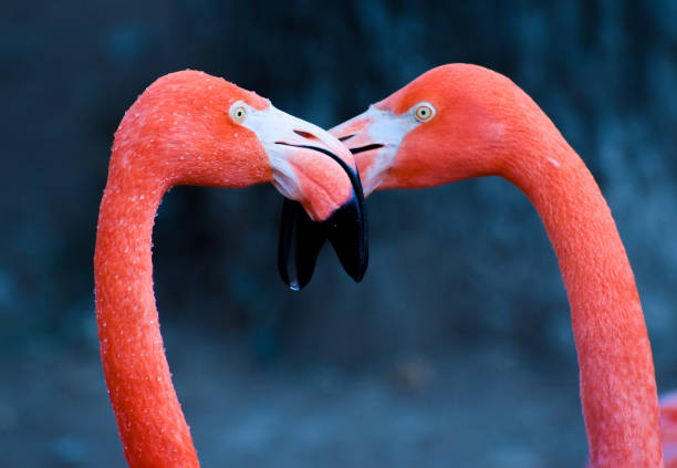 istock Two Flamingos mating making Valentine heart 1301356611