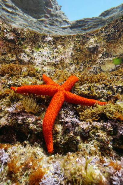 A Mediterranean red sea star Echinaster sepositus
