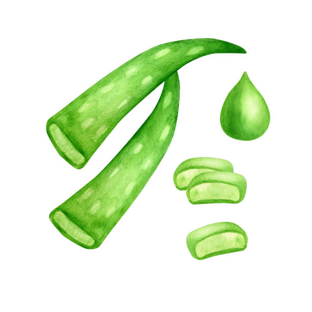 istock Watercolor aloe vera sliced leaves and succulent juice drop set. Hand drawn herbal medecine ingredients, essential oil drop, agave leaves slices isolated on white background for cosmetics, design. 1301358151