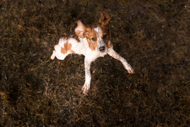 Cute brittany spaniel dog jumping on grass field in nature, high angle view