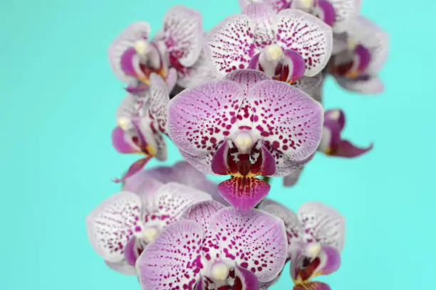 Photo of The beautiful flowers of an orchid