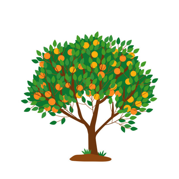 Tangerine In Market Vector Vector Art Graphics Freevector Com Tangerine In Market Vector Vector Art Graphics Freevector Com