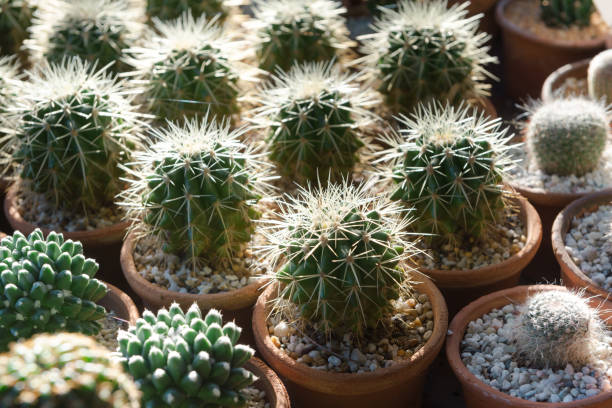 istock Cactus in the plant pot garden background 1301360938