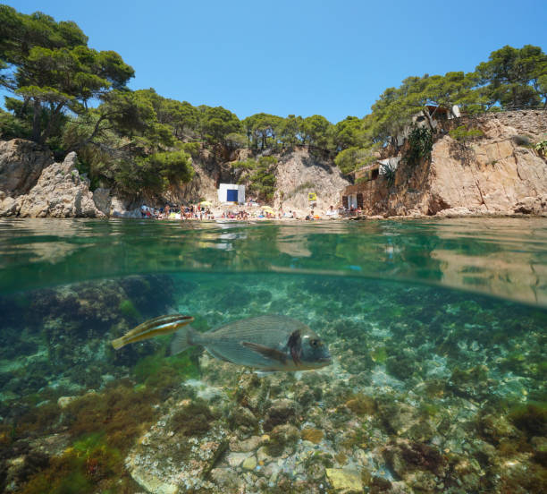 istock Beach on rocky coast fish underwater Mediterranean 1301361146