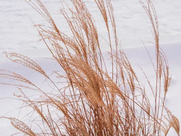 Pampas grass in city parks landscape design. Dry fluffy golden reeds landscaping on white snow background. Reed plants sway on the wind on winter day. Natural trend statement making flowers growing.