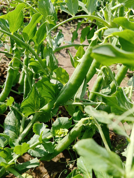 istock green peas plant close up 1301361298