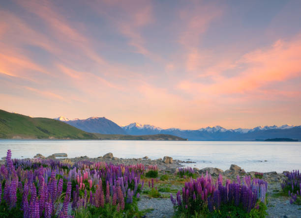 istock The Lupins Of Lake Tekapo 1301361511