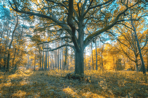 Beautiful colorful forest autumn landscape. Amazing park with lake